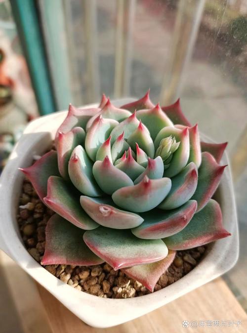 吉娃娃多肉怎么养才好看?-第1张图片-吾爱花网 吉娃娃多肉怎么养才好看?-第1张图片-吾爱花网