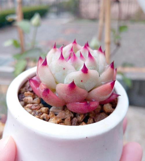 吉娃娃多肉怎么养才好看?-第2张图片-吾爱花网 吉娃娃多肉怎么养才好看?-第2张图片-吾爱花网