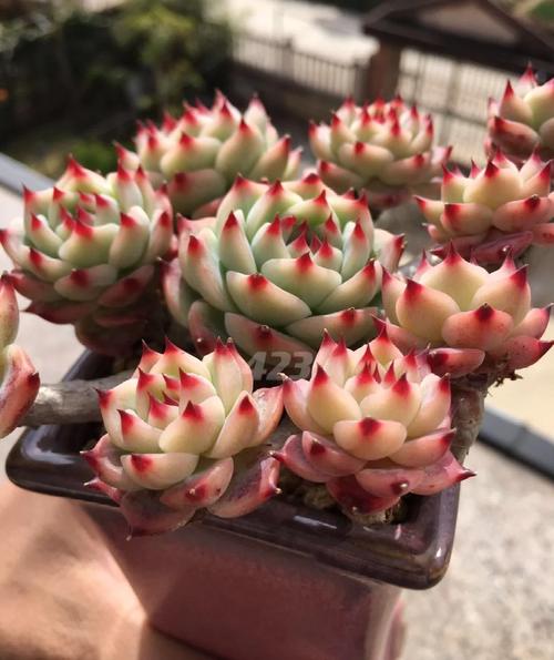 吉娃娃多肉怎么养才好看?-第3张图片-吾爱花网 吉娃娃多肉怎么养才好看?-第3张图片-吾爱花网