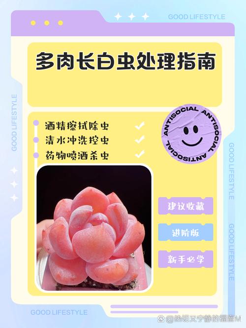 多肉小白虫怎么彻底清除?-第3张图片-吾爱花网 多肉小白虫怎么彻底清除?-第3张图片-吾爱花网