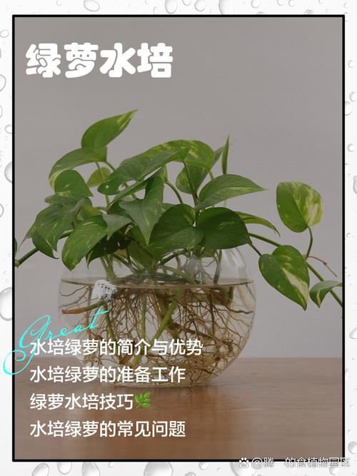 水培绿萝怎么才能长出来?-第2张图片-吾爱花网 水培绿萝怎么才能长出来?-第2张图片-吾爱花网