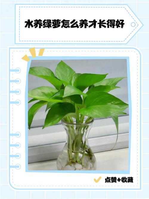 水培绿萝怎么才能长出来?-第1张图片-吾爱花网 水培绿萝怎么才能长出来?-第1张图片-吾爱花网