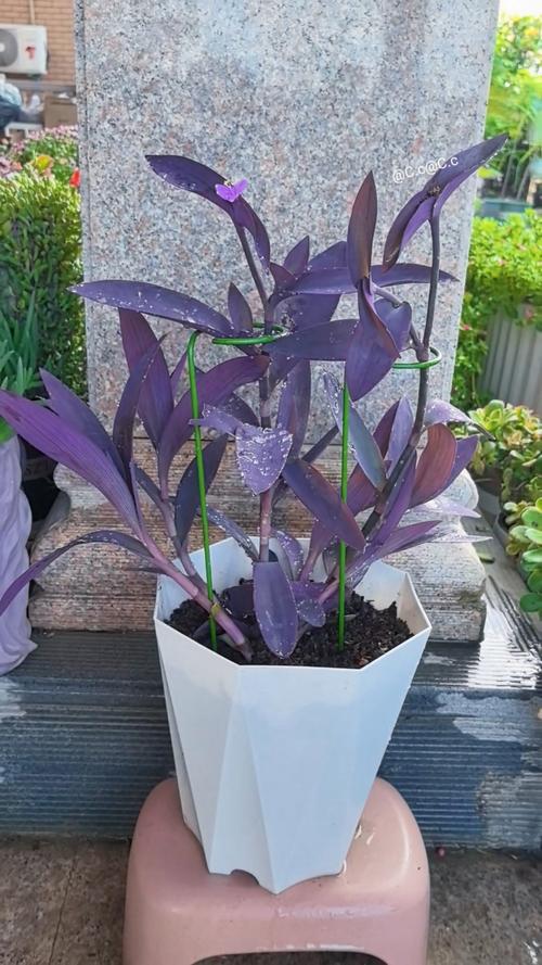 紫罗兰盆栽真实图片与实物有差异吗？-第1张图片-吾爱花网