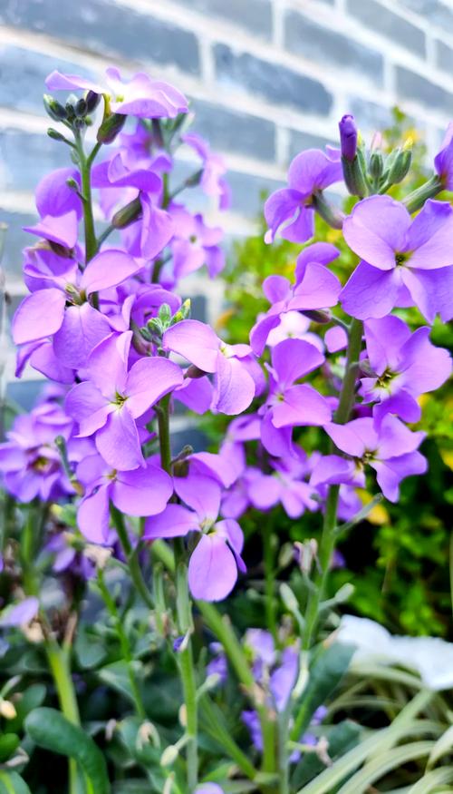 紫罗兰盆栽真实图片与实物有差异吗？-第3张图片-吾爱花网