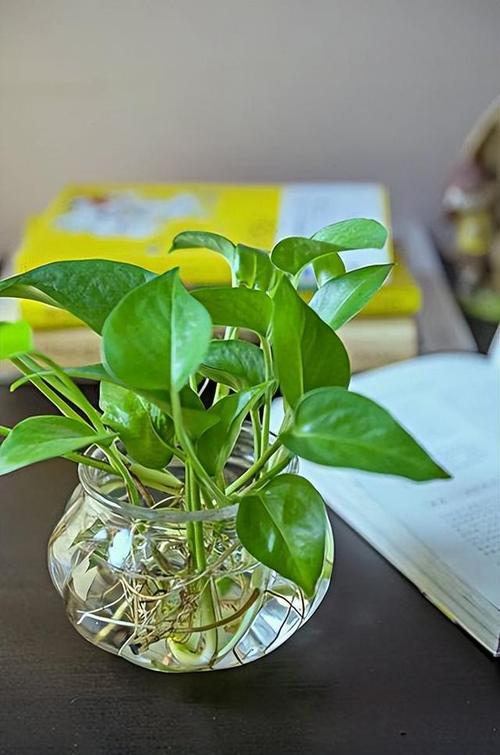 水培绿萝施肥哪种肥更旺盛?-第1张图片-吾爱花网 水培绿萝施肥哪种肥更旺盛?-第1张图片-吾爱花网