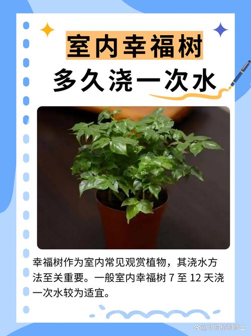 水培幸福树怎么养才活得好?-第2张图片-吾爱花网 水培幸福树怎么养才活得好?-第2张图片-吾爱花网