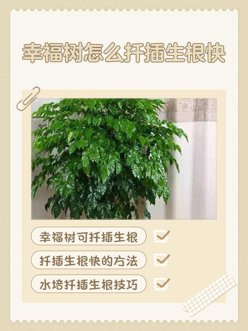 水培幸福树怎么养才活得好?-第1张图片-吾爱花网 水培幸福树怎么养才活得好?-第1张图片-吾爱花网