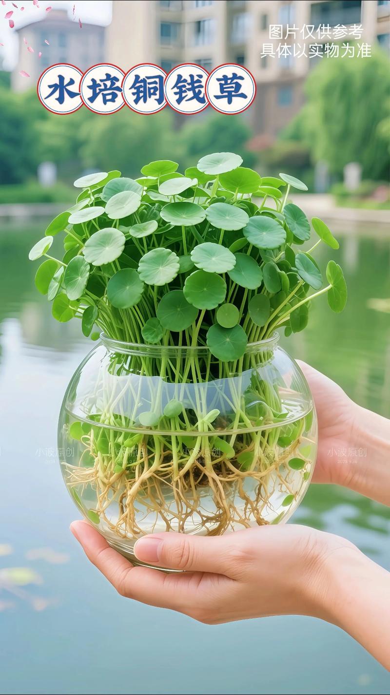 水培铜钱草无阳光能活吗?-第3张图片-吾爱花网 水培铜钱草无阳光能活吗?-第3张图片-吾爱花网