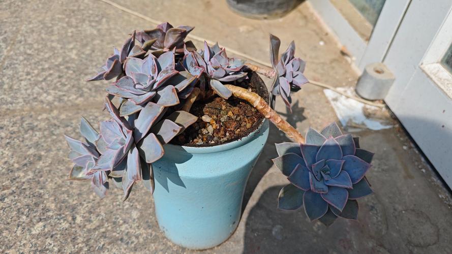 初恋多肉老桩为何越看越有韵味？-第3张图片-吾爱花网