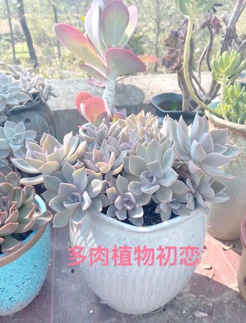 初恋多肉老桩为何越看越有韵味？-第1张图片-吾爱花网