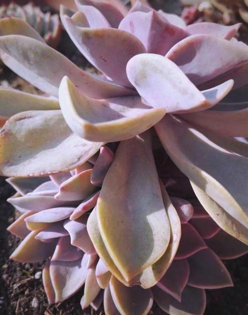 初恋多肉老桩为何越看越有韵味？-第2张图片-吾爱花网