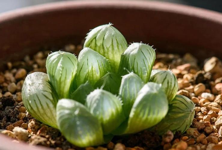 多肉叶片皱巴巴,是缺水还是生病了?-第1张图片-吾爱花网 多肉叶片皱巴巴,是缺水还是生病了?-第1张图片-吾爱花网