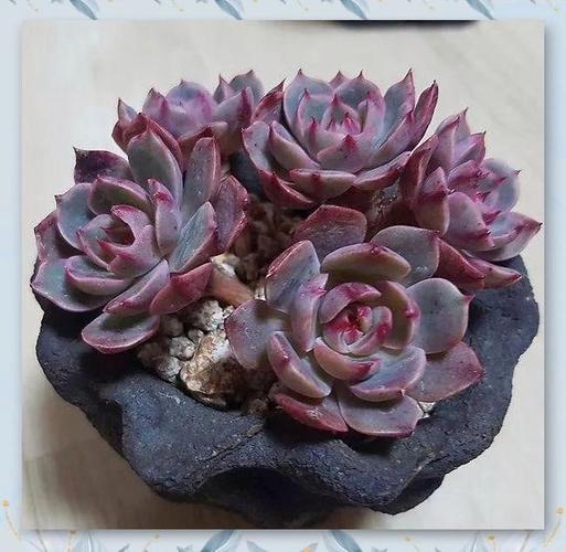 多肉叶片皱巴巴,是缺水还是生病了?-第3张图片-吾爱花网 多肉叶片皱巴巴,是缺水还是生病了?-第3张图片-吾爱花网