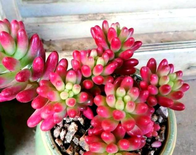 多肉叶片皱巴巴，是缺水还是生病了？-第2张图片-吾爱花网