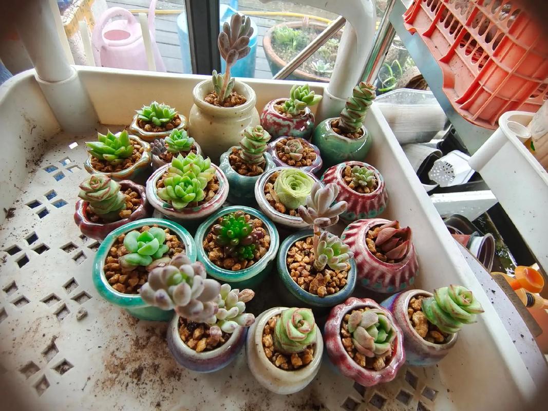 多肉白天露养晚上室内,这样养护对吗?-第1张图片-吾爱花网 多肉白天露养晚上室内,这样养护对吗?-第1张图片-吾爱花网