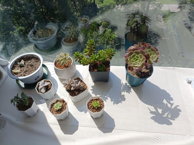 多肉白天露养晚上室内,这样养护对吗?-第2张图片-吾爱花网 多肉白天露养晚上室内,这样养护对吗?-第2张图片-吾爱花网