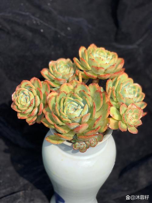 多肉白天露养晚上室内,这样养护对吗?-第3张图片-吾爱花网 多肉白天露养晚上室内,这样养护对吗?-第3张图片-吾爱花网