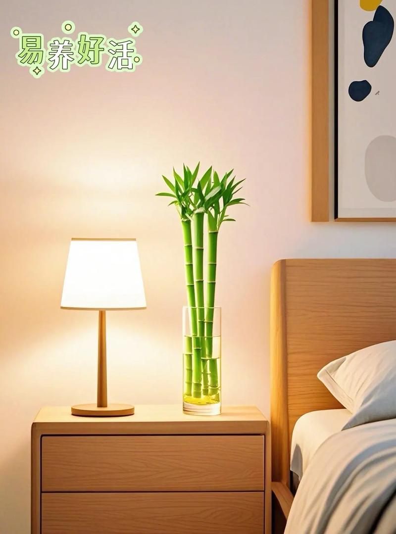 水培文竹加营养液吗?-第3张图片-吾爱花网 水培文竹加营养液吗?-第3张图片-吾爱花网