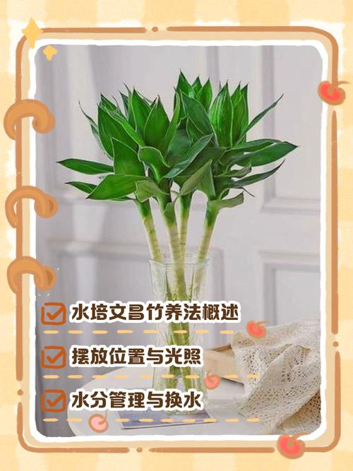 水培文竹加营养液吗?-第1张图片-吾爱花网 水培文竹加营养液吗?-第1张图片-吾爱花网