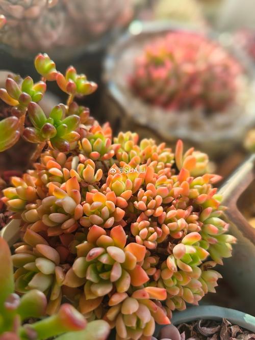 冬天多肉多久浇一次水?-第3张图片-吾爱花网 冬天多肉多久浇一次水?-第3张图片-吾爱花网