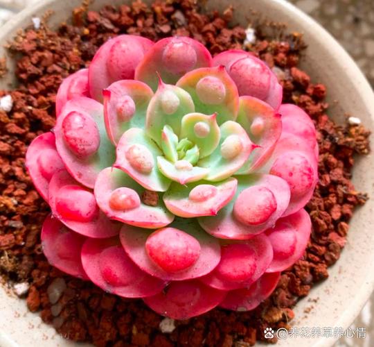 冬季多肉淋雨会烂根吗?-第1张图片-吾爱花网 冬季多肉淋雨会烂根吗?-第1张图片-吾爱花网