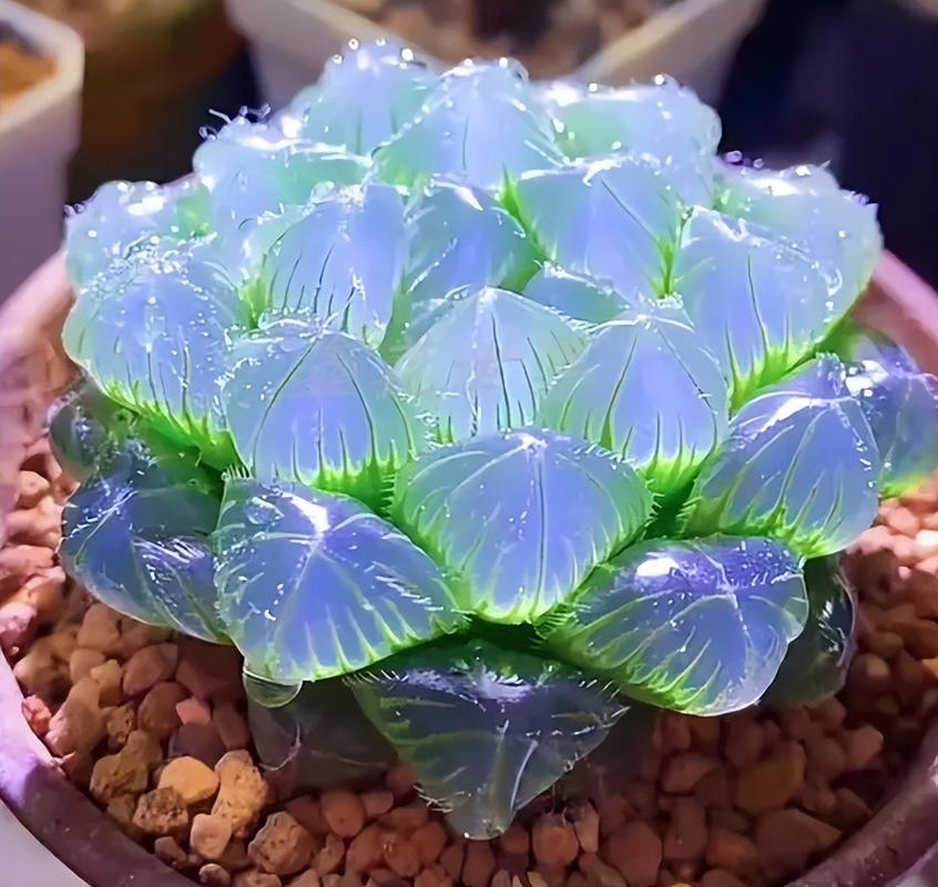 冬季多肉淋雨会烂根吗?-第3张图片-吾爱花网 冬季多肉淋雨会烂根吗?-第3张图片-吾爱花网