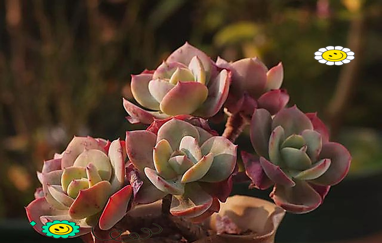 冬季多肉淋雨会烂根吗?-第2张图片-吾爱花网 冬季多肉淋雨会烂根吗?-第2张图片-吾爱花网