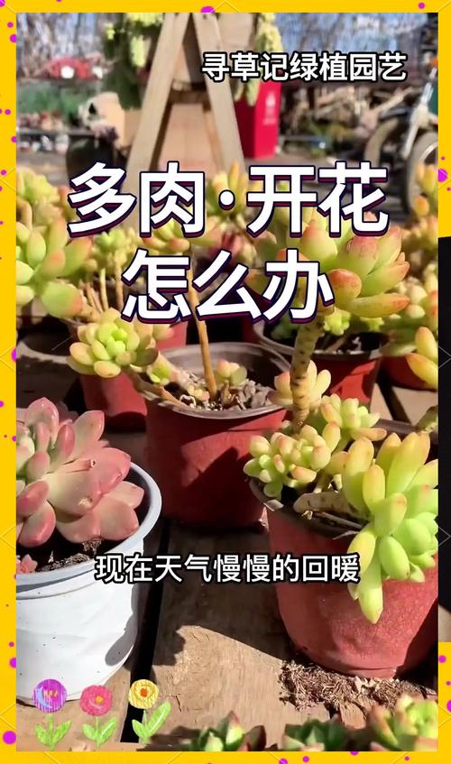 多肉开花后怎么养护?-第2张图片-吾爱花网 多肉开花后怎么养护?-第2张图片-吾爱花网