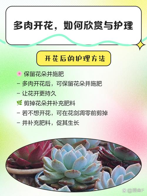 多肉开花后怎么养护?-第1张图片-吾爱花网 多肉开花后怎么养护?-第1张图片-吾爱花网