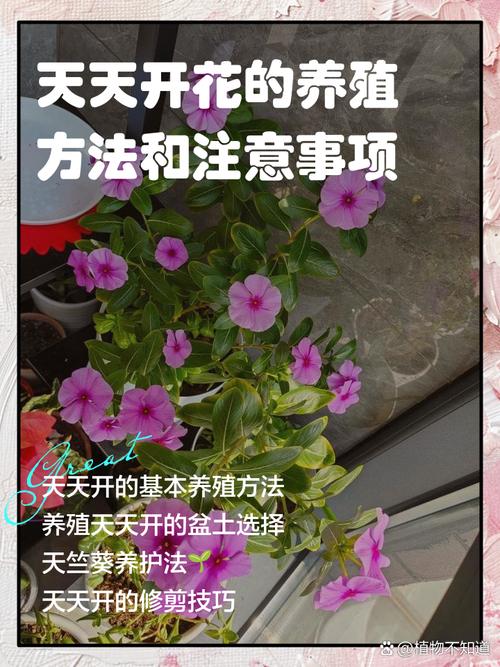 多肉开花后怎么养护?-第3张图片-吾爱花网 多肉开花后怎么养护?-第3张图片-吾爱花网