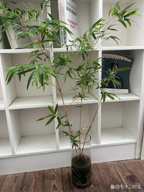 水培竹子烂心是何原因导致?-第3张图片-吾爱花网 水培竹子烂心是何原因导致?-第3张图片-吾爱花网