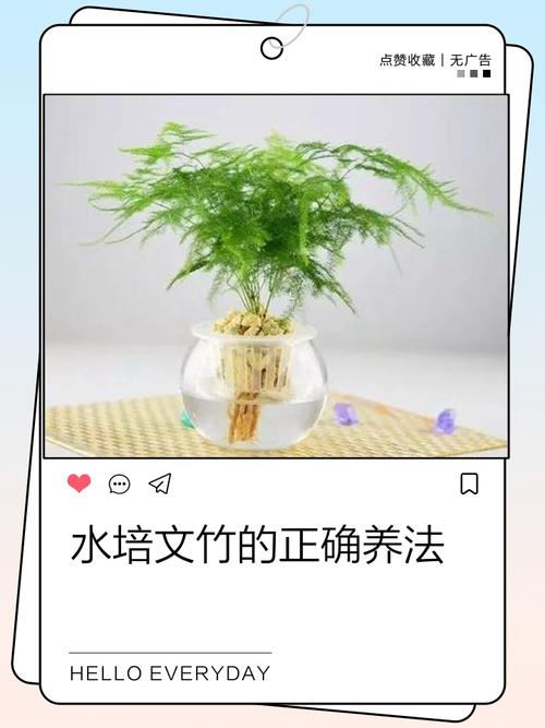 水培竹子烂心是何原因导致?-第2张图片-吾爱花网 水培竹子烂心是何原因导致?-第2张图片-吾爱花网