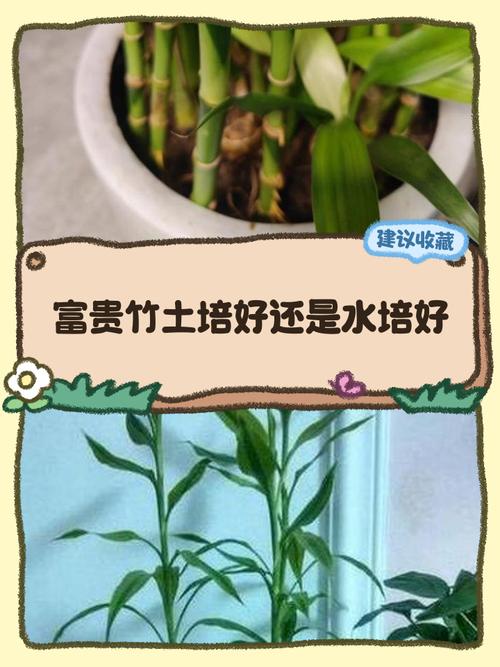 土培水培各有哪些优缺点？哪种更适合植物生长？-第2张图片-吾爱花网