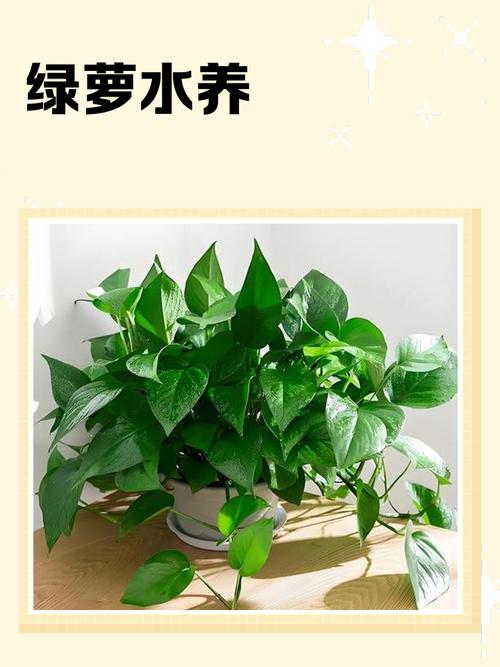 水培绿萝用哪种肥料长得好?-第1张图片-吾爱花网 水培绿萝用哪种肥料长得好?-第1张图片-吾爱花网