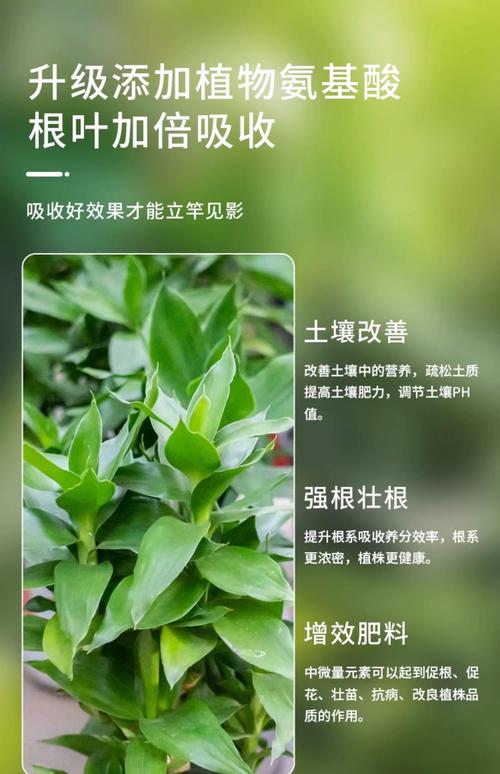 水培绿萝用哪种肥料长得好?-第2张图片-吾爱花网 水培绿萝用哪种肥料长得好?-第2张图片-吾爱花网