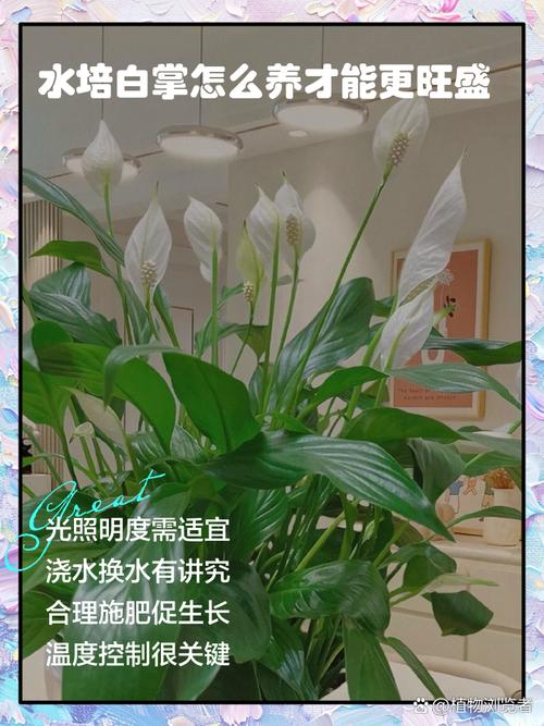 白掌水培鱼缸可行吗?需注意啥?-第1张图片-吾爱花网 白掌水培鱼缸可行吗?需注意啥?-第1张图片-吾爱花网