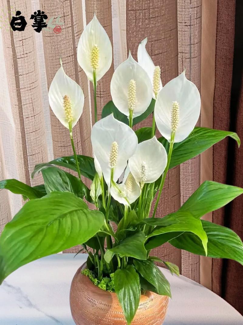 白掌水培鱼缸可行吗?需注意啥?-第3张图片-吾爱花网 白掌水培鱼缸可行吗?需注意啥?-第3张图片-吾爱花网