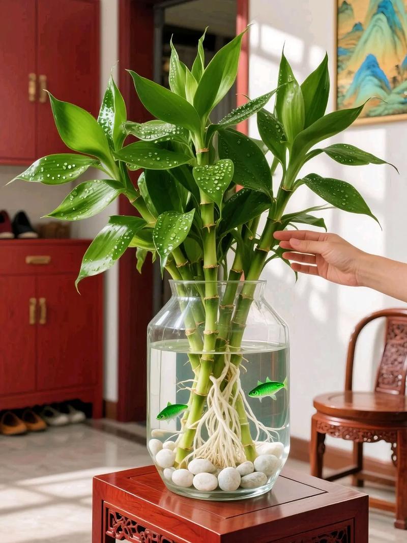 水培富贵竹暴晒会伤根吗?-第3张图片-吾爱花网 水培富贵竹暴晒会伤根吗?-第3张图片-吾爱花网