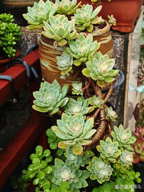 多肉植物类花卉有哪些?-第1张图片-吾爱花网 多肉植物类花卉有哪些?-第1张图片-吾爱花网