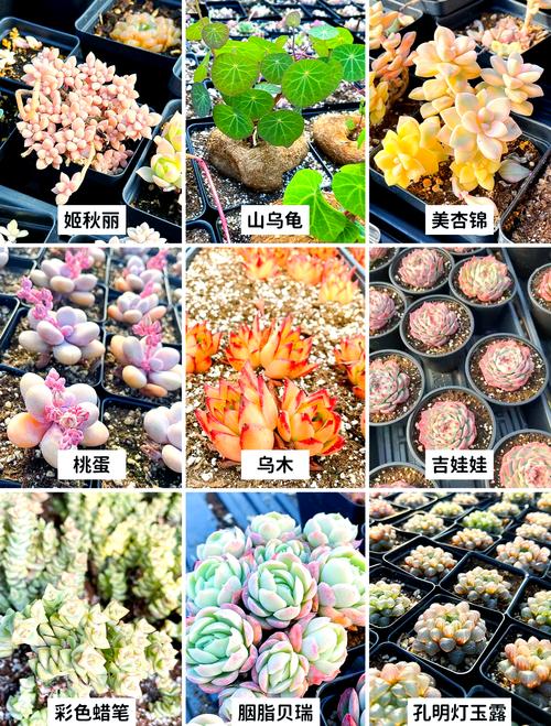 多肉植物类花卉有哪些？-第2张图片-吾爱花网
