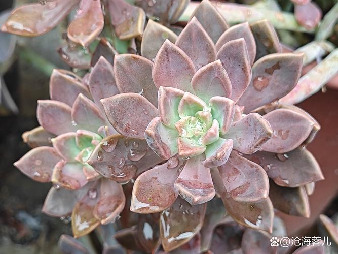 多肉植物类花卉有哪些？-第3张图片-吾爱花网