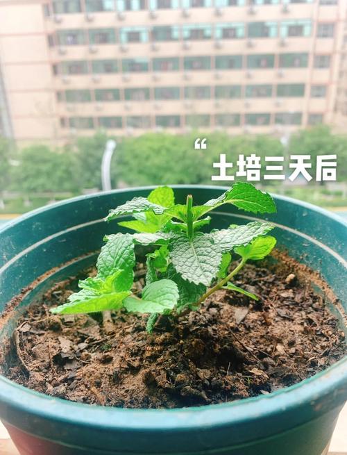 水培薄荷生虫怎么治？-第1张图片-吾爱花网