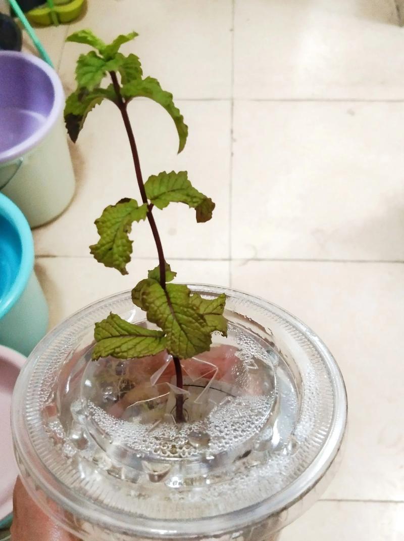 水培薄荷生虫怎么治？-第2张图片-吾爱花网