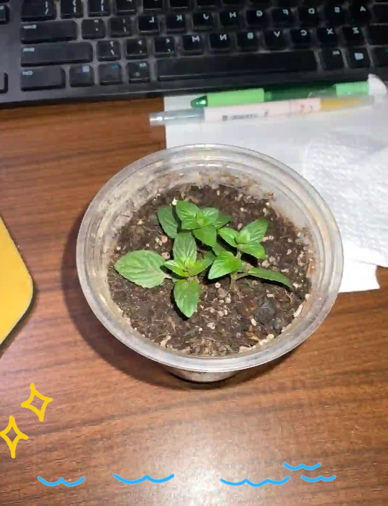 水培薄荷生虫怎么治？-第3张图片-吾爱花网