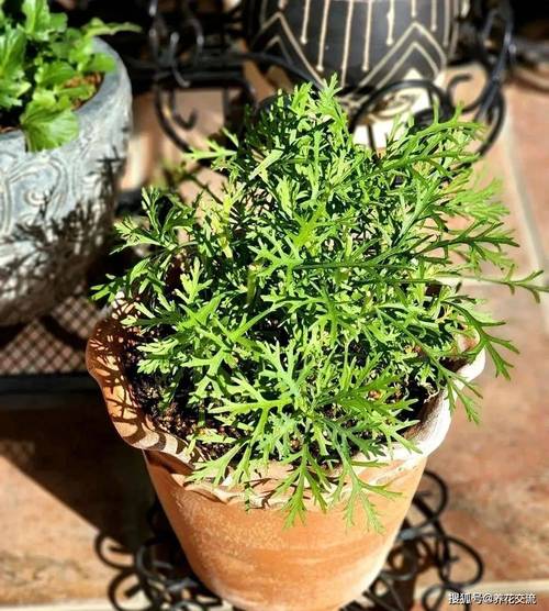 玛格丽特能水培繁殖吗？-第2张图片-吾爱花网