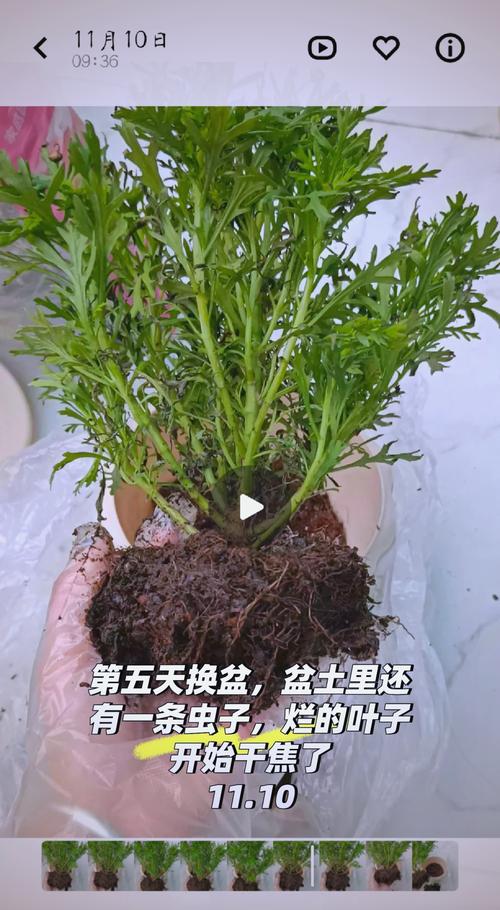 玛格丽特能水培繁殖吗？-第3张图片-吾爱花网