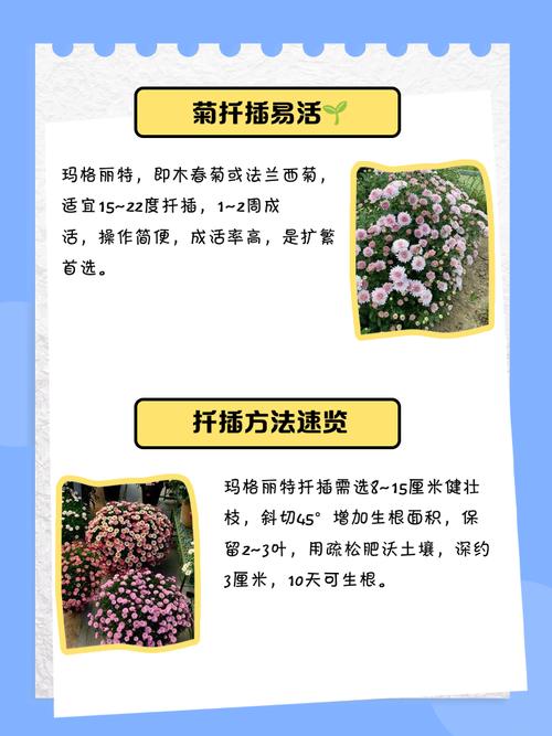 玛格丽特能水培繁殖吗？-第1张图片-吾爱花网