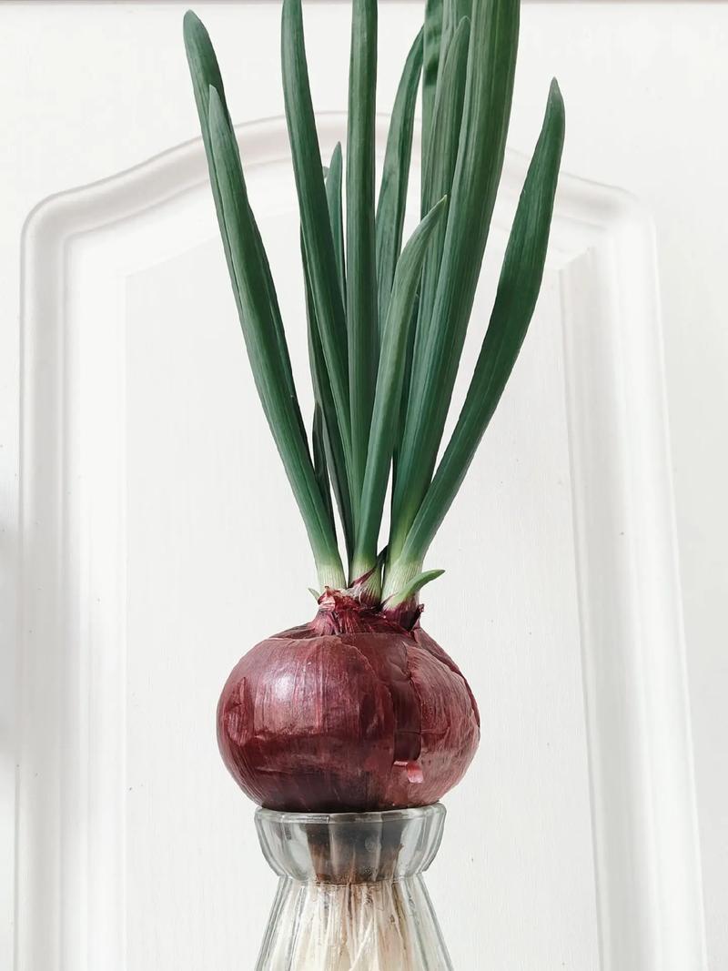 洋葱水培土培,哪种更适合家庭种植?-第3张图片-吾爱花网 洋葱水培土培,哪种更适合家庭种植?-第3张图片-吾爱花网