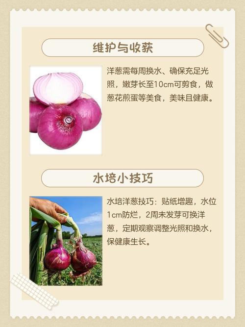 洋葱水培土培,哪种更适合家庭种植?-第2张图片-吾爱花网 洋葱水培土培,哪种更适合家庭种植?-第2张图片-吾爱花网