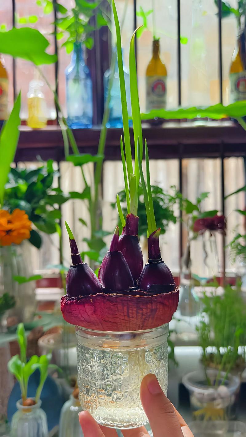 洋葱水培土培,哪种更适合家庭种植?-第1张图片-吾爱花网 洋葱水培土培,哪种更适合家庭种植?-第1张图片-吾爱花网